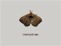 藏品(綠茶蠶蛾)的圖片